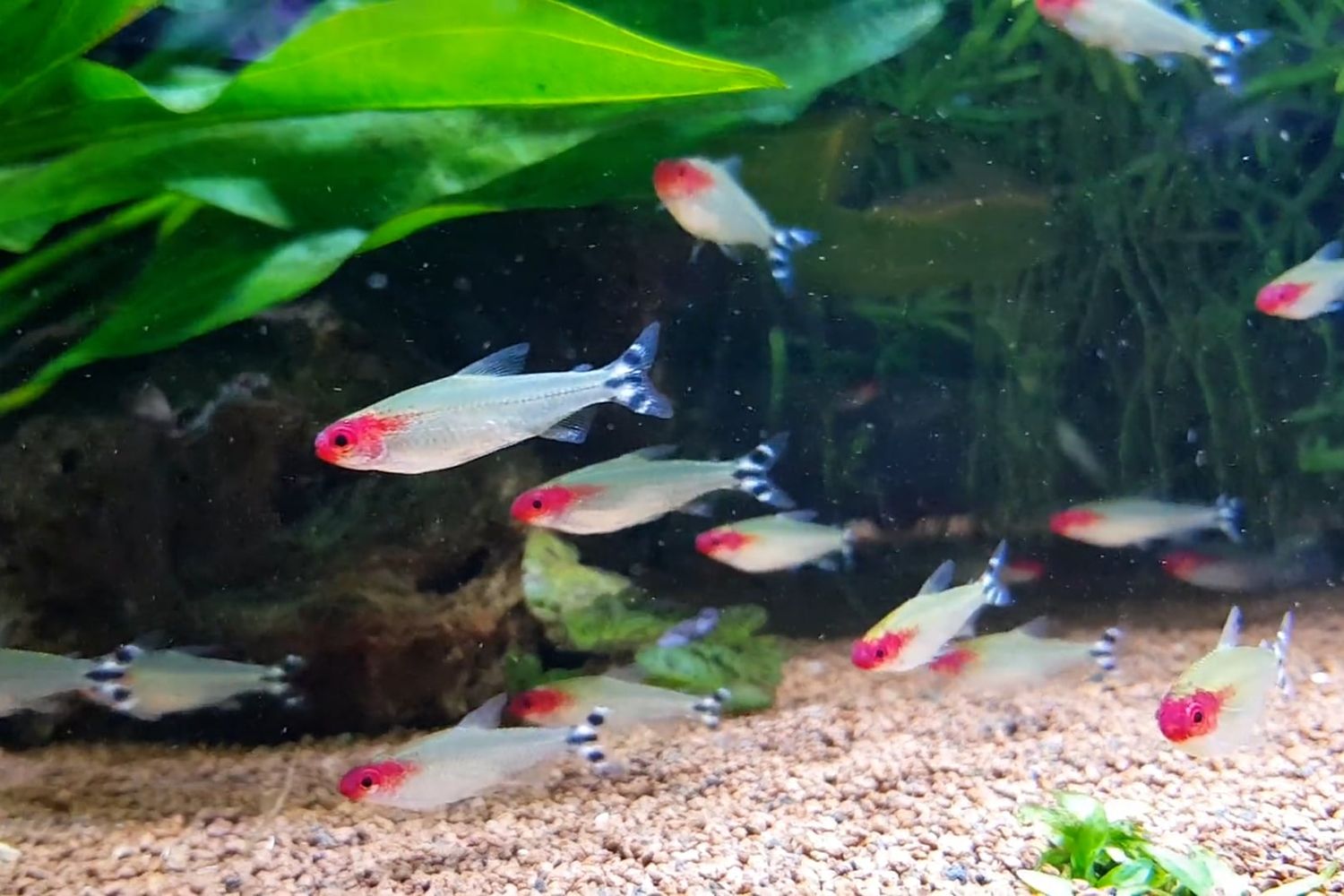 Trera Fish Tetra Fish Videos, Download The BEST Free 4k Stock Video Footage ...