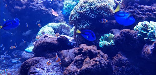 Fishes in an Aquarium