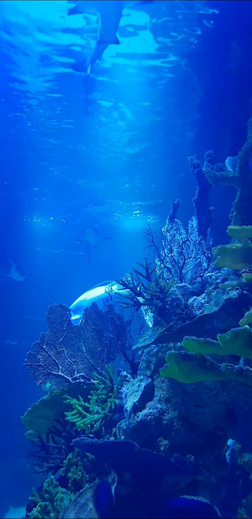 Sharks in a Saltwater Aquarium