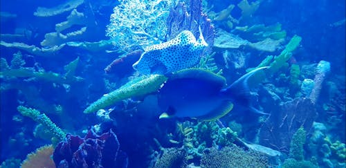 Saltwater Fishes in an Aquarium