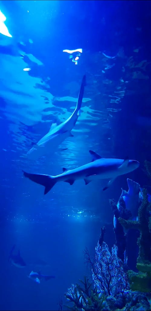 Sharks in a Saltwater Aquarium