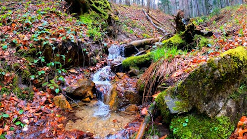 A Forest Stream