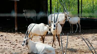 herd of gemsbok on a zoo
