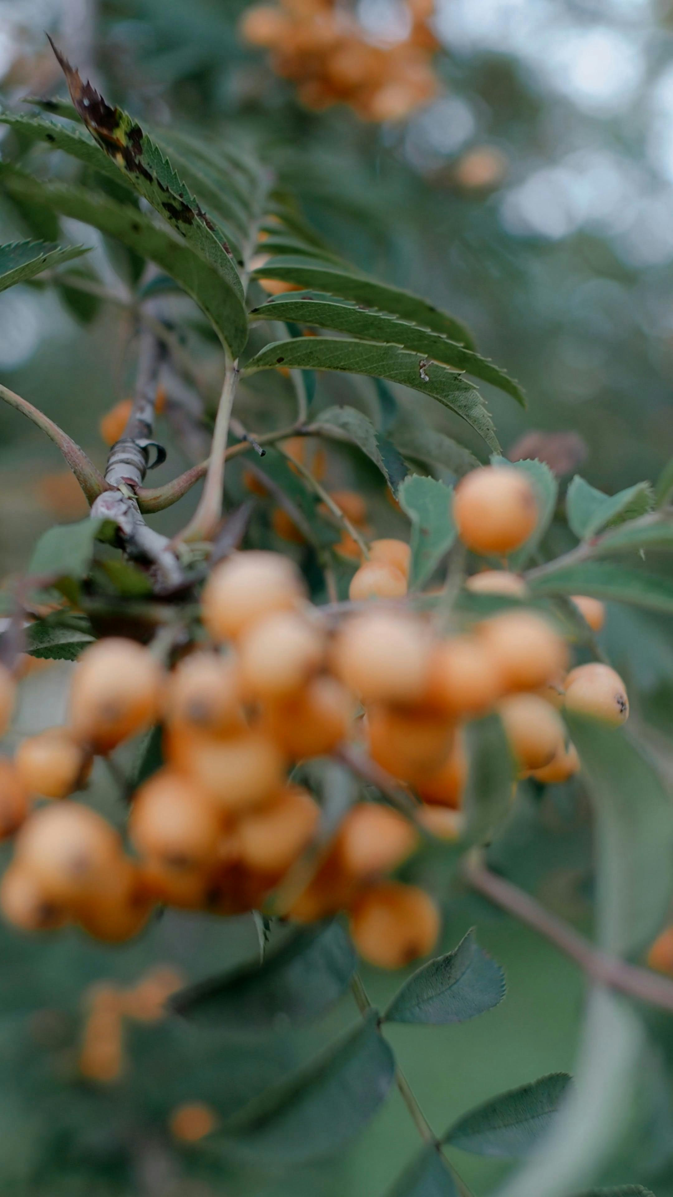 Close Up Of Mountain Ash Berries Free Stock Video Footage Royalty Free   Pexels Photo 9414284 