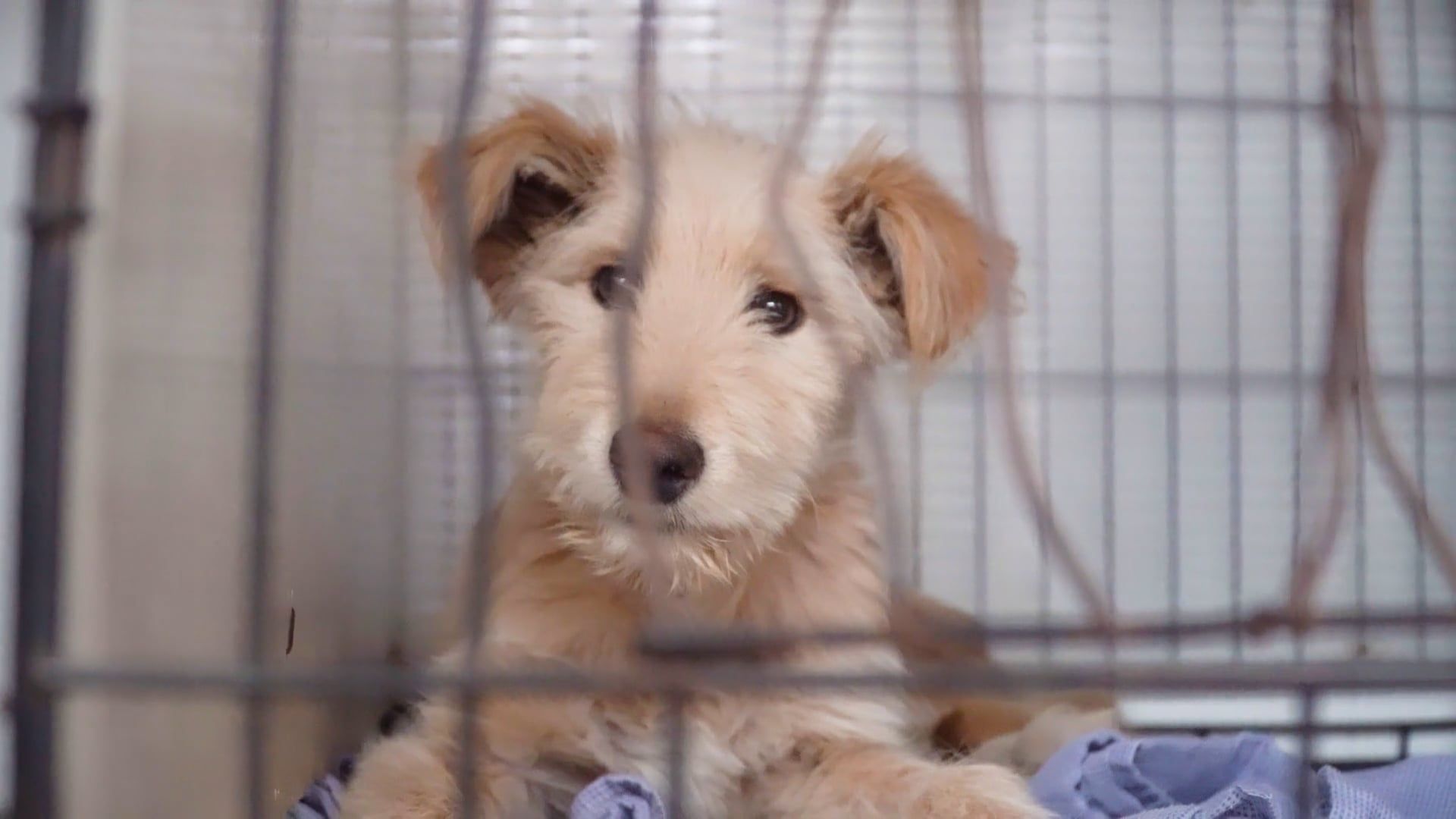 Animal Rescue video