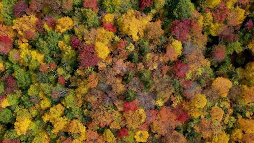 Aerial Footage of Trees