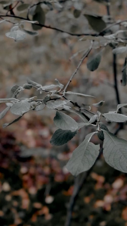 Close-up Video of Leaves in a Plant