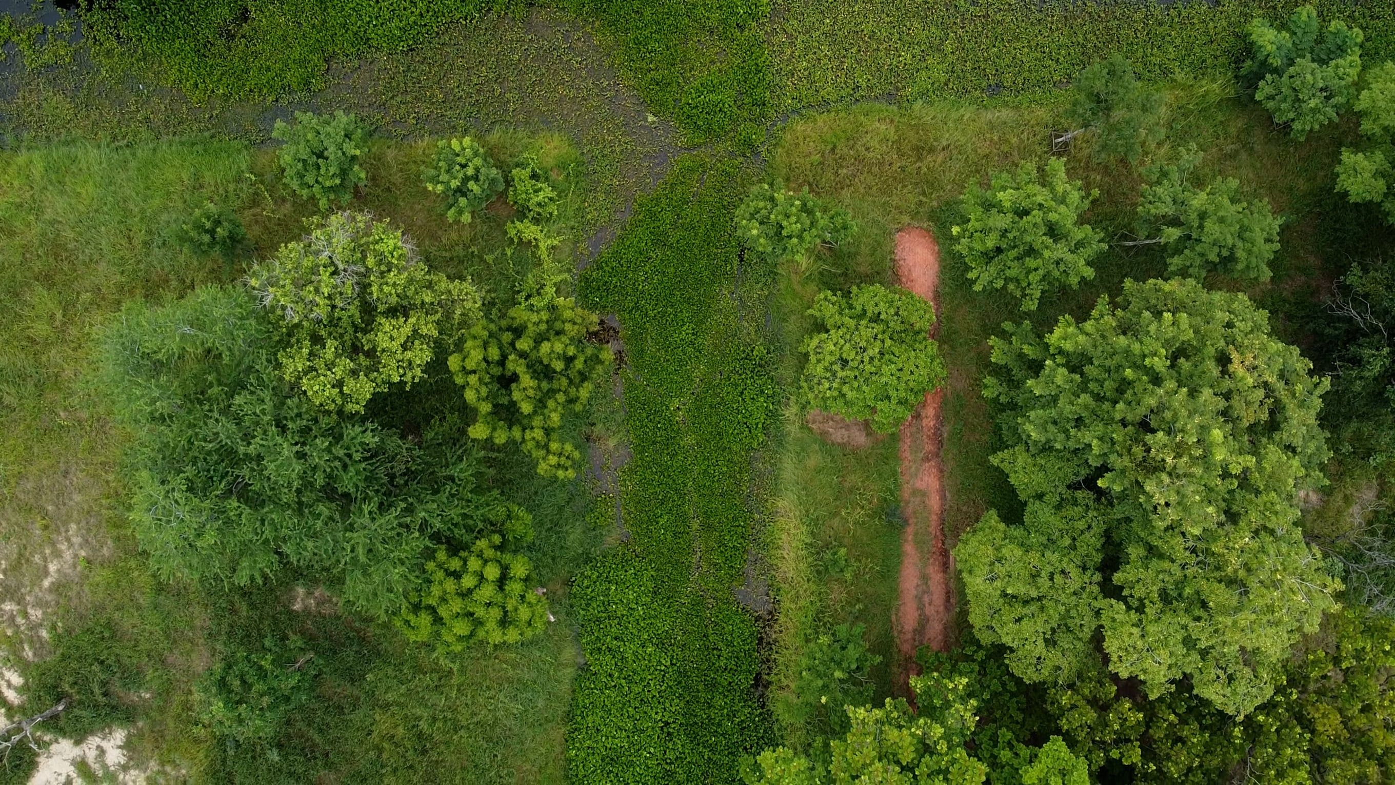 Aerial Footage of Grass Field and Trees Free Stock Video Footage ...