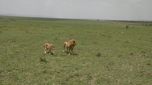 Video of a Lion and a Cub Walking 