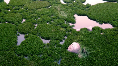 Drone Footage of a Calm Body of Water with Lush Vegetation