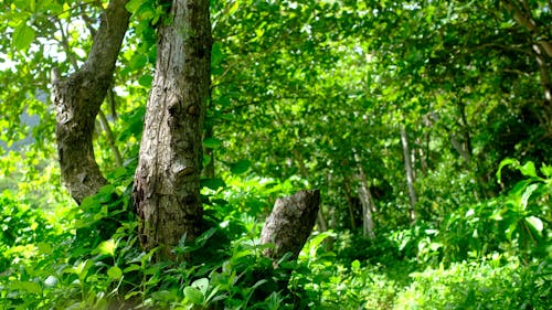 A Plant in a Lush Environment