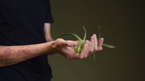 A Person Holding a Plant