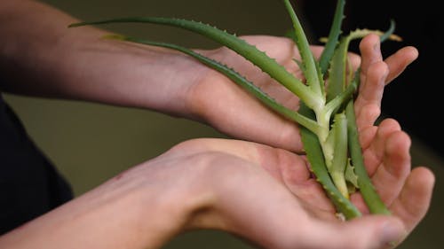 A Person Holding a Plant