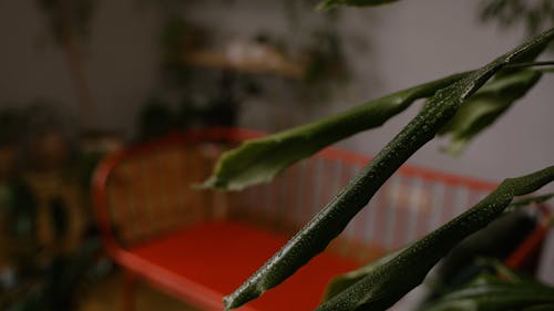 Wet Leaves of an Indoor Plant