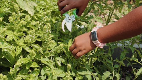 Trim Aggressively to Encourage Bushiness