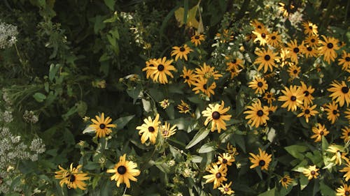 Video of Yellow Flowers