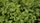 basil