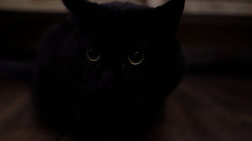 Closeup Video of a Black Cat