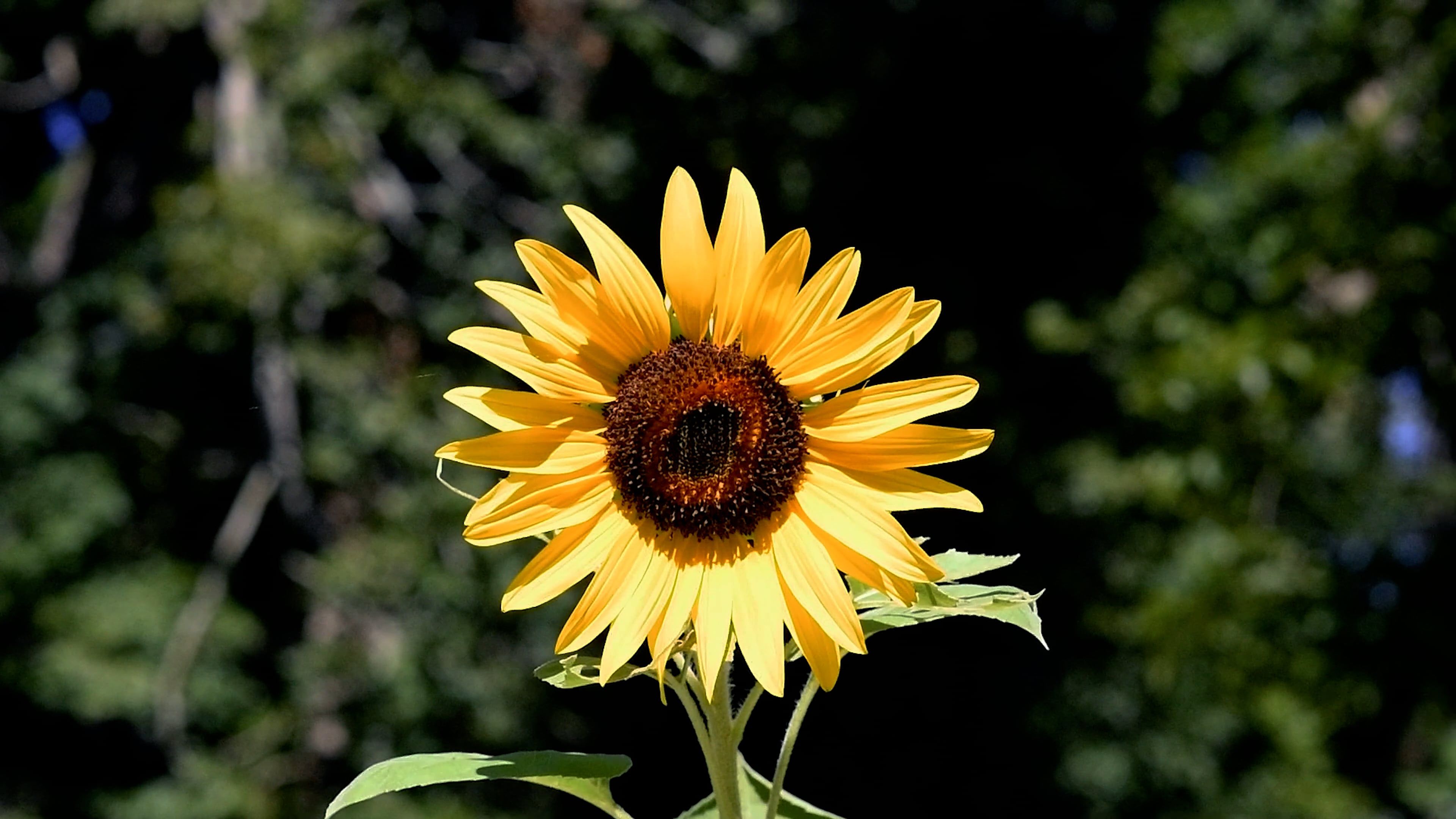 Close up of a Blooming Sunflower Plant Free Stock Video Footage ...