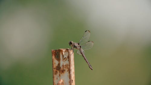 A Close-Up Video of a Dragonfly