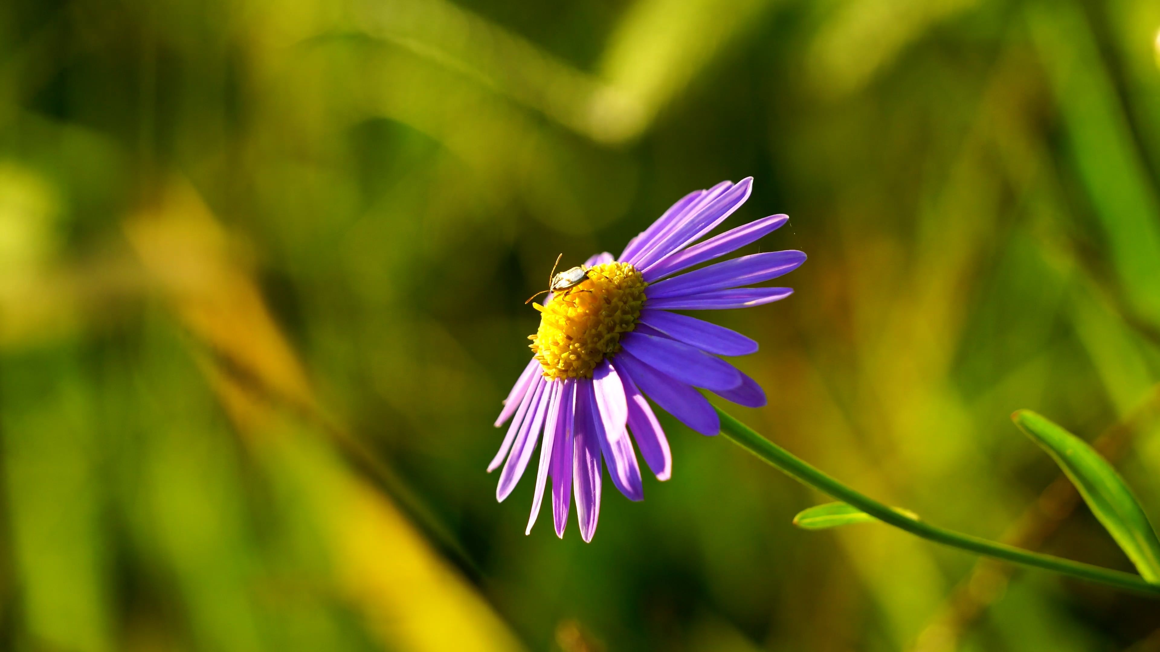 A single purple flower in the middle of a field Free Stock Video ...