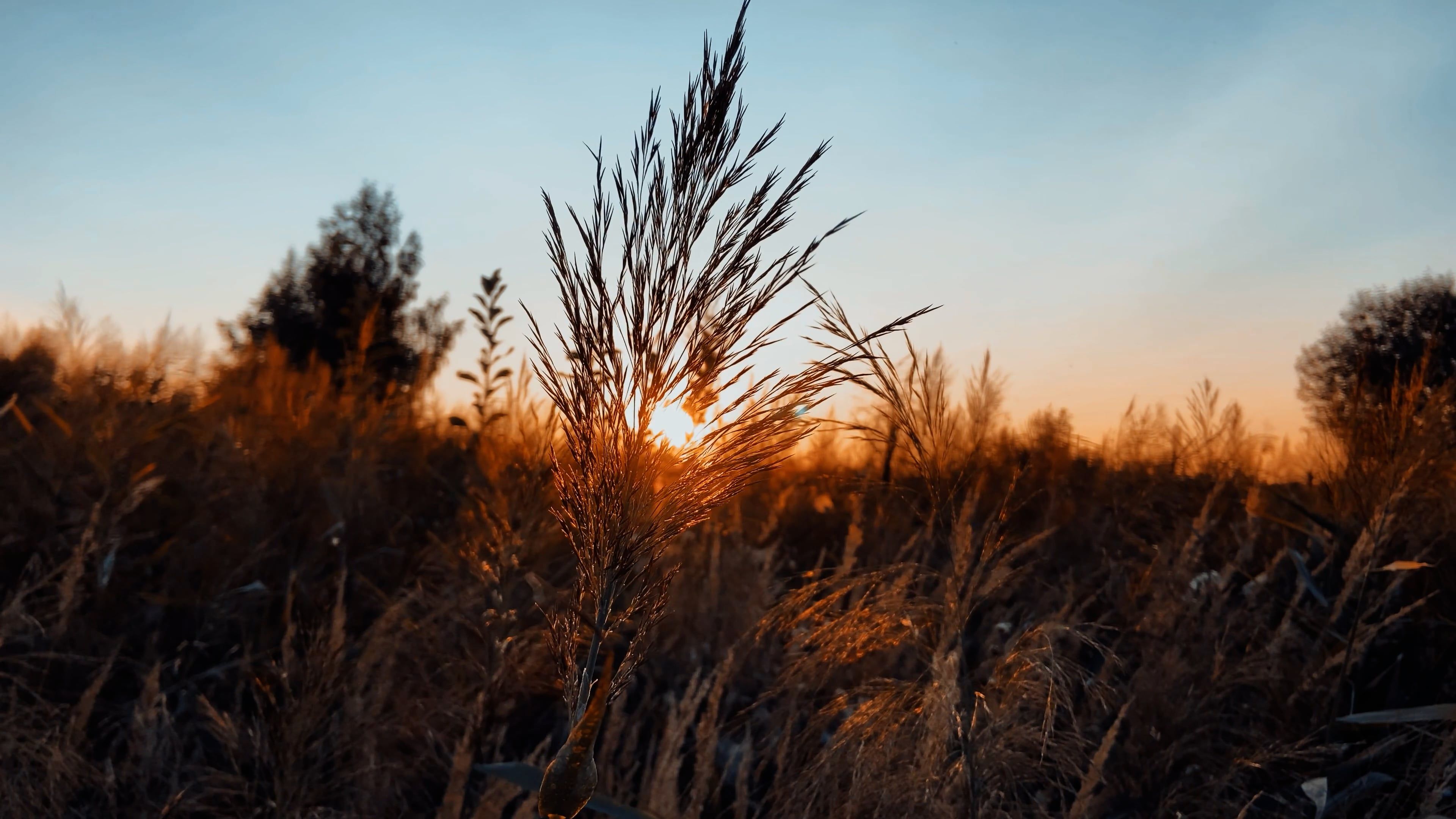 The sun setting over a field of tall grass Free Stock Video Footage ...
