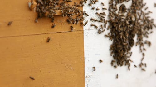 Swarm Flying Around a Beehive