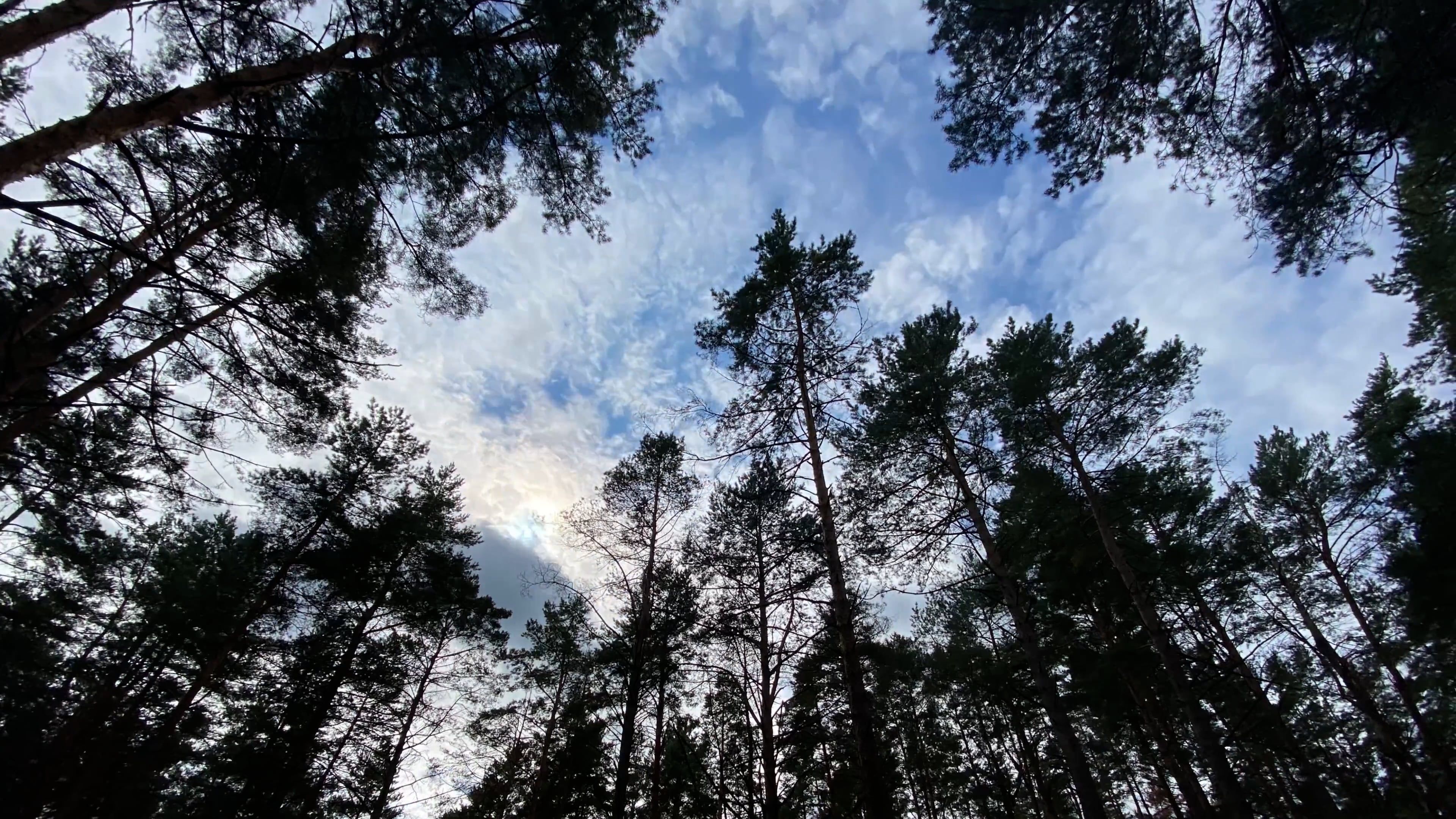 Video by Dmitry Marchenkov