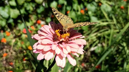 Butterfly on a Flower