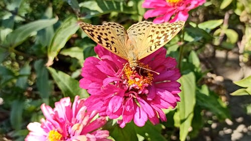 Close Up Video of Bee on a Flower