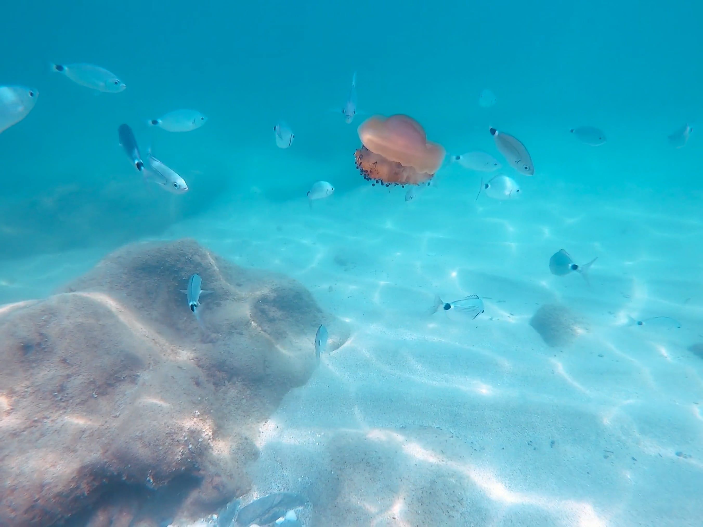 Video of a Fish Underwater Free Stock Video Footage, Royalty-Free 4K ...