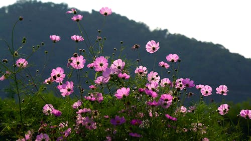 A Beautiful Flowers on the Field