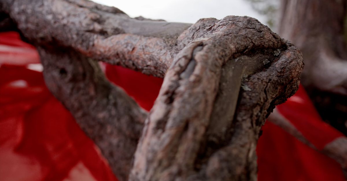 A Man in a Red Outfit Posing by a Tree Free Stock Video Footage ...