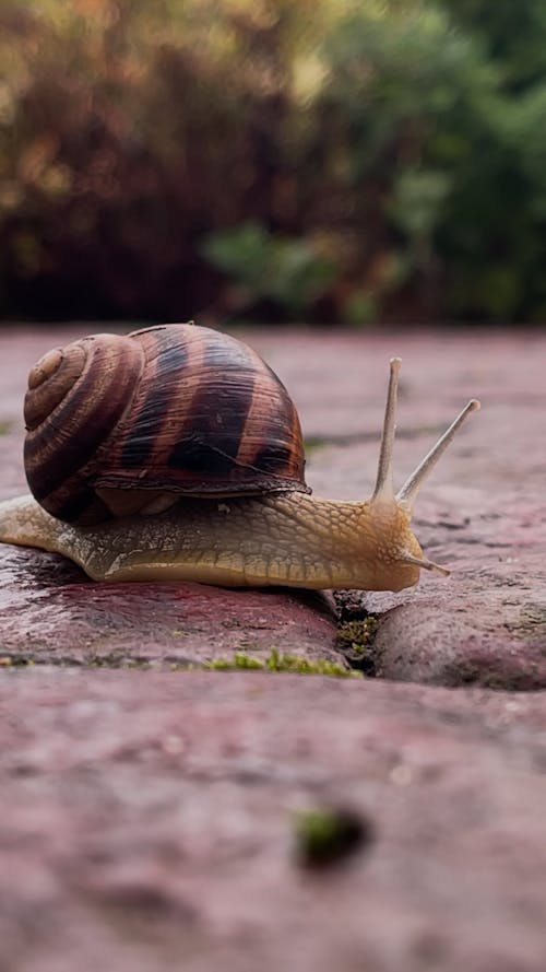 A Person Holding a Big Snail Shell Free Stock Video Footage, Royalty-Free 4K & HD Video Clip A Person Holding a Big Snail Shell Free Stock Video Footage, Royalty-Free 4K & HD Video Clip