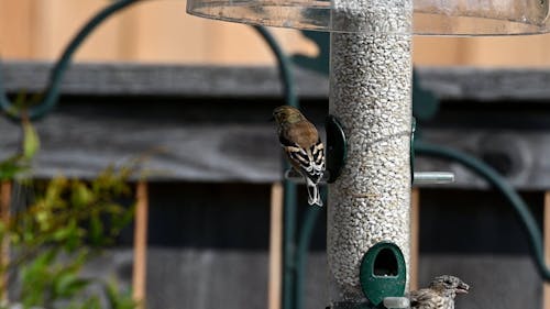 Birds Perched on a Bird Feeder 