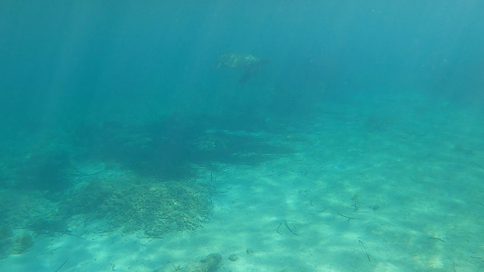 Turtle Swimming in the Ocean Free Stock Video Footage, Royalty-Free 4K ...