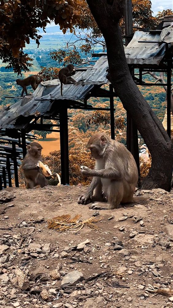 Monkeys Video Videos, Download The BEST Free 4k Stock Video Footage ...