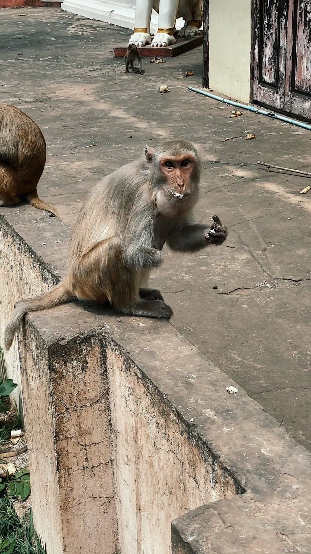 A Young Monkey Seated On Grass In The Ground Free Stock Video Footage ...