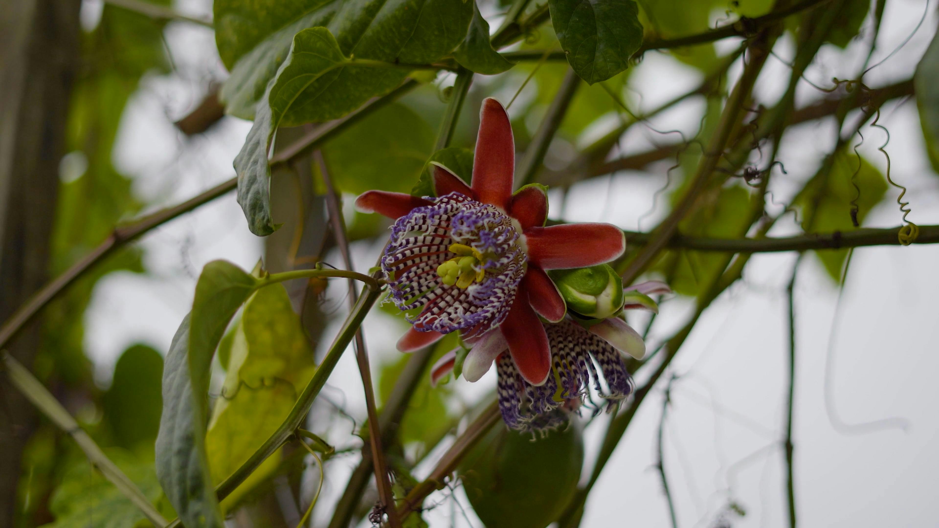 Video by Luz Calor Som