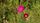 wild flowers