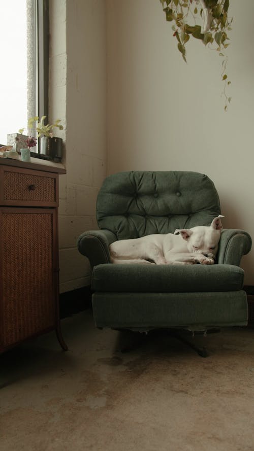Dog Sleeping on a Sofa Chair