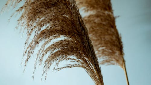 Close-up Video of a Pampas Grass