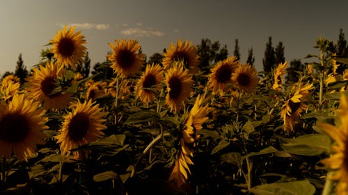 Yellow sunflower field at sunset