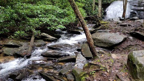 Waterfall and stream in forest