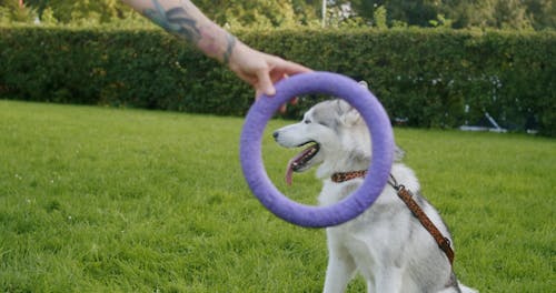 Holding a Circle In front of a Dog