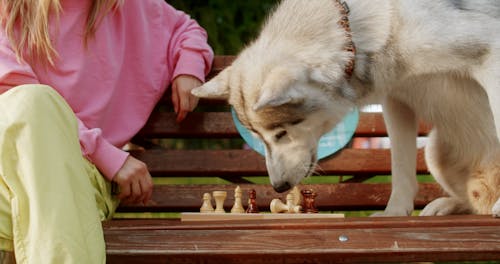 Woman Playing Chess with her Dog