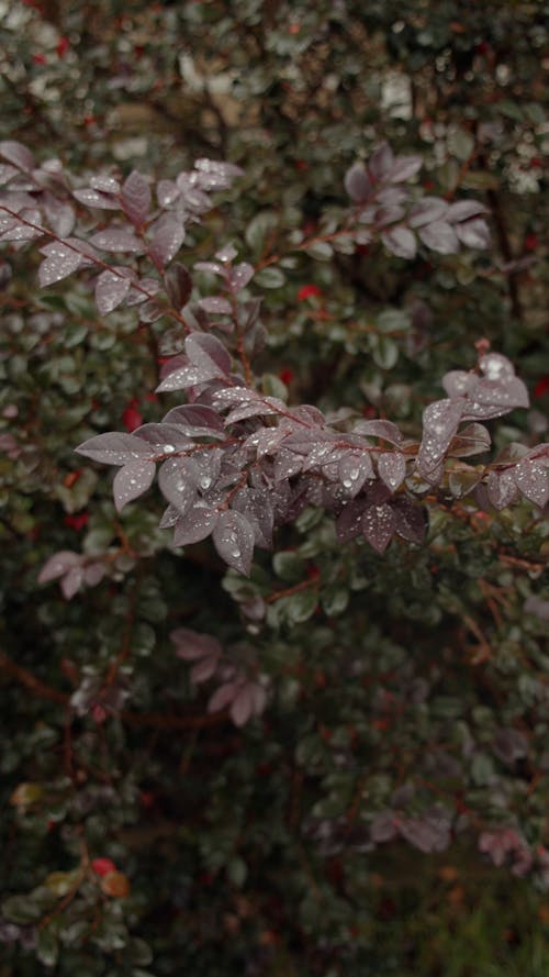 Close-up of plant with leaves during rain