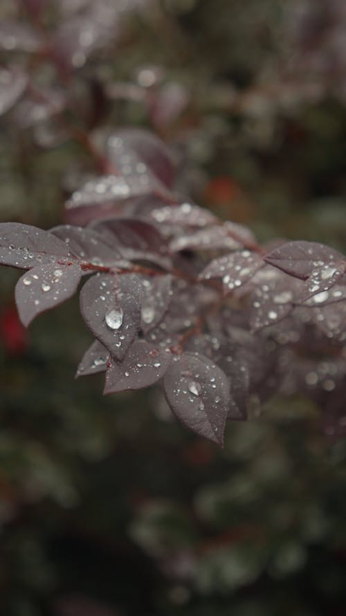 Close-up of leaves during rain