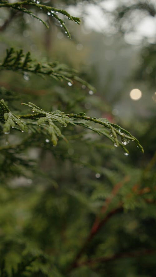 Raindrops on Leaves