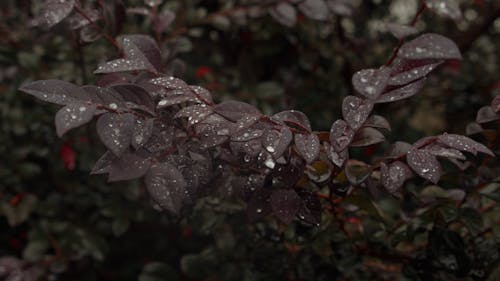 Close-up of drops on leaves during rain
